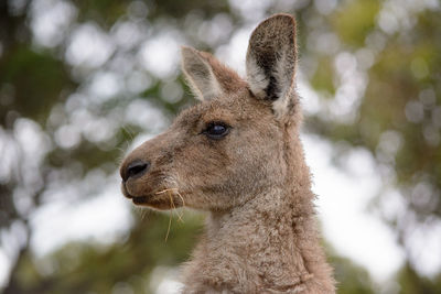 Close-up of giraffe outdoors