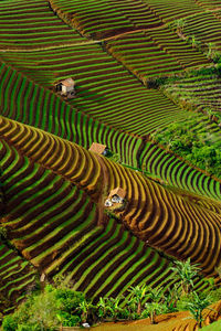 Aerial view of terrace fields