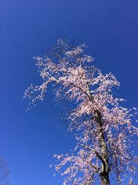 Low angle view of trees against clear blue sky