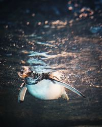 Close-up of crab on beach