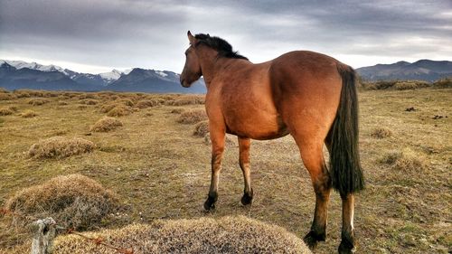 Horse on landscape against sky