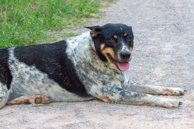 Portrait of dog sitting outdoors