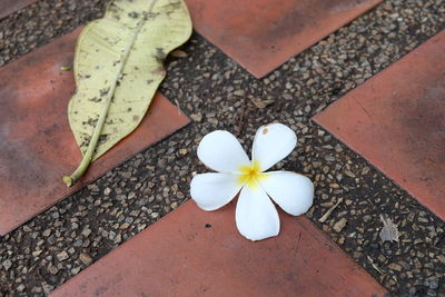 High angle view of white rose flower on floor