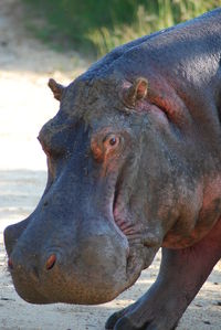Portrait of hippopotamus on footpath