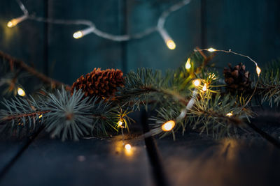 Close-up of illuminated plants at night