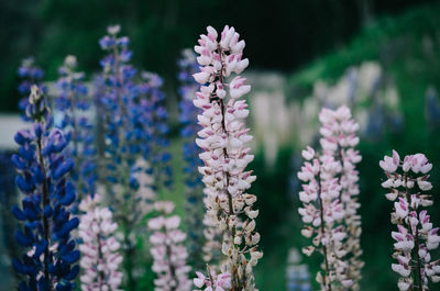 Close-up of purple flowering plants on field