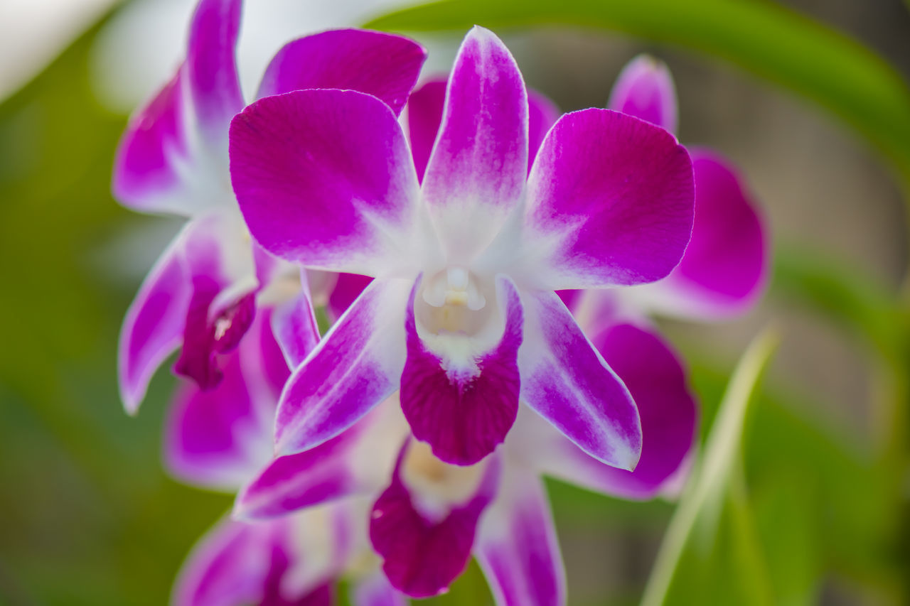 CLOSE-UP OF PINK FLOWER