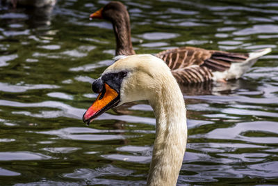 Swan swimming in lake