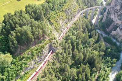 High angle view of trees in forest