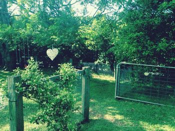 Fence and trees in garden