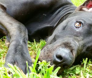 Close-up of dog on grass