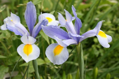 Close-up of purple crocus flowers on field