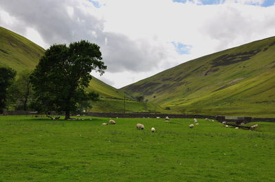 Cows grazing on field against sky