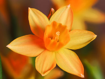 Close-up of orange flower