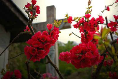 Close-up of red flowering plants