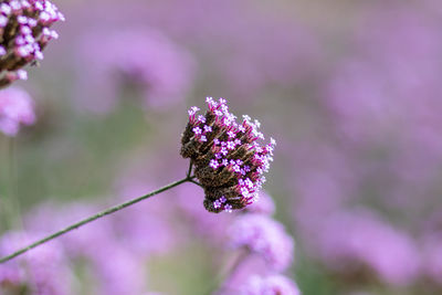 Close-up of pink flowering plant