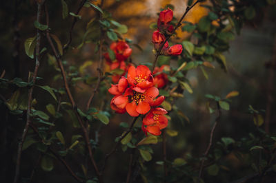 Close-up of red flowering plants