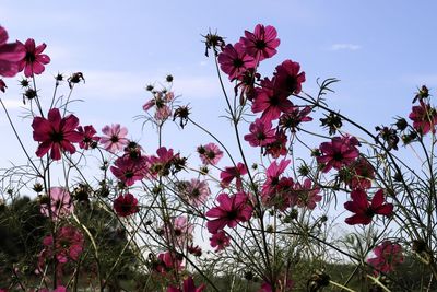 Low angle view of pink flowering plants