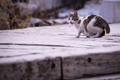 Portrait of cat relaxing outdoors