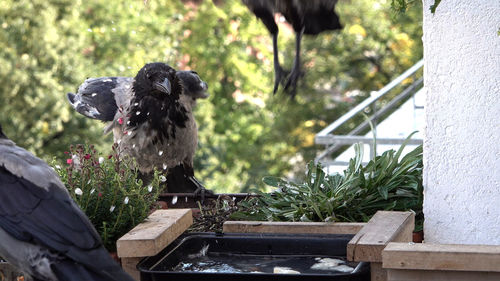 Close-up of a dog in the yard