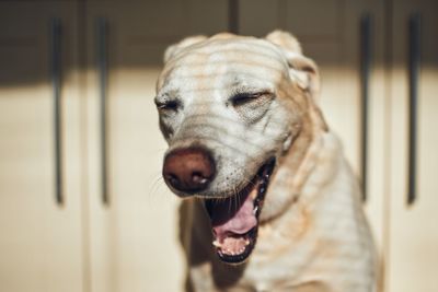 Close-up of dog yawning at home