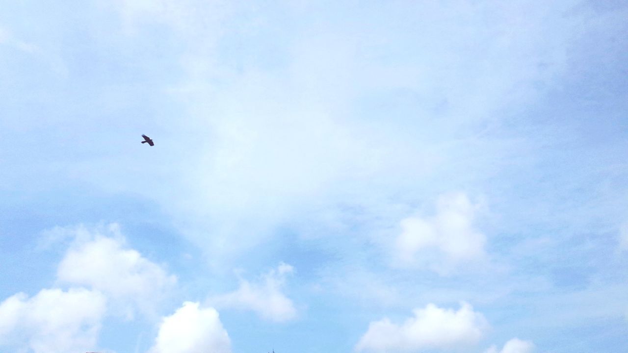 Blue Sky, Bird, Clouds..