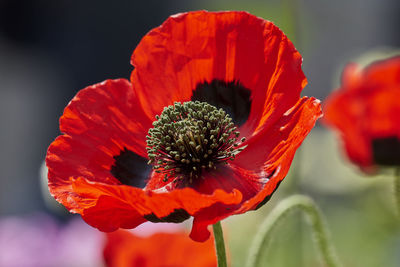 Close-up of red poppy flower