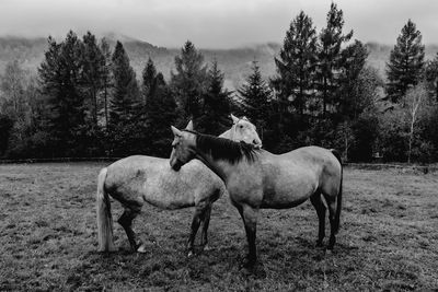 Horses in a field