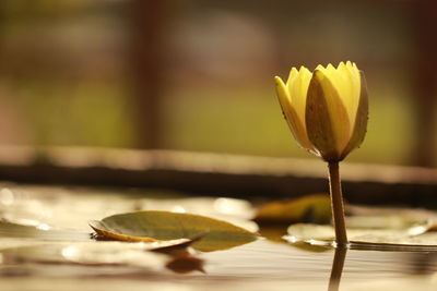 Close-up of yellow rose on table