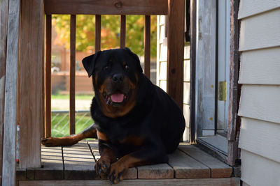 Portrait of black dog sitting outdoors