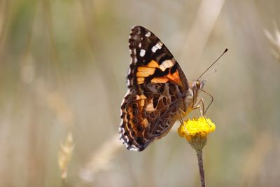 Close-up of butterfly pollinating on flower