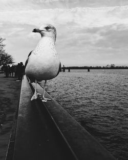 Seagull perching on shore against sky