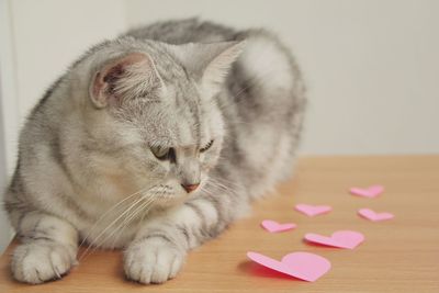 Close-up of a cat with eyes closed