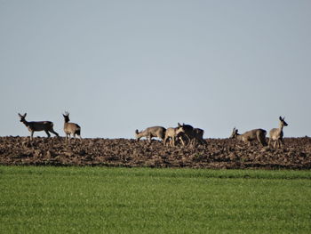 Horses grazing on field