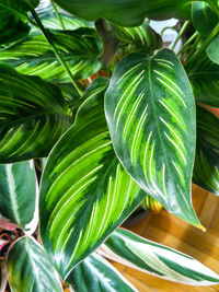 Close-up of coconut palm tree