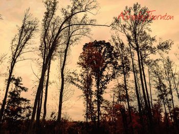 Bare trees against sky at sunset