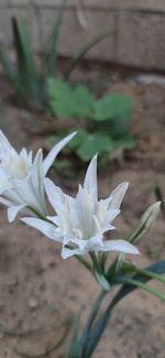 Close-up of white flowering plant