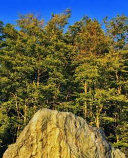 Scenic view of trees against blue sky