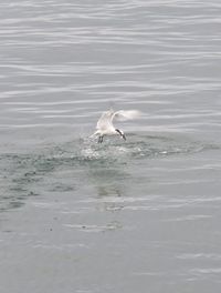 Seagull flying over sea