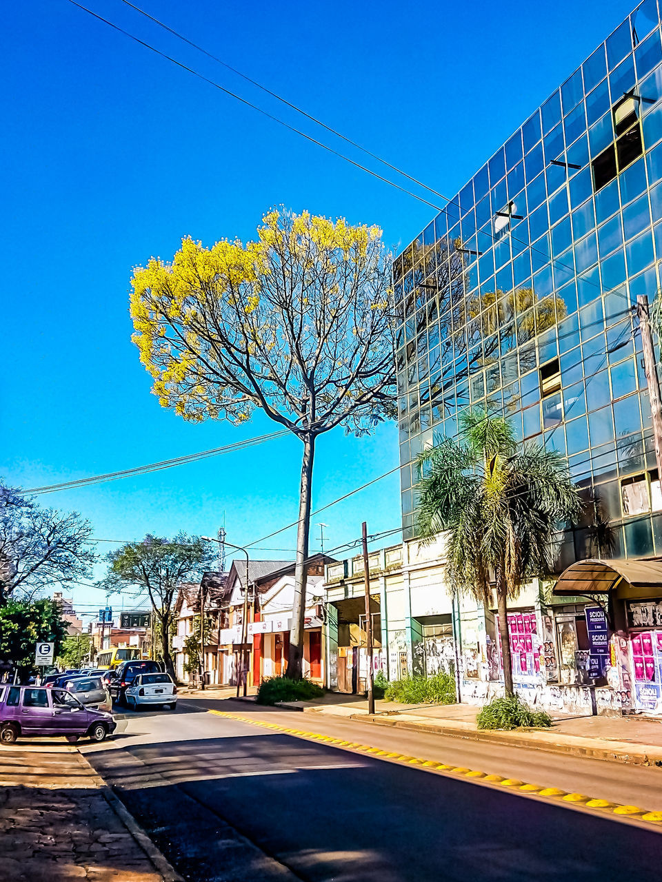 TREE BY BUILDING AGAINST SKY