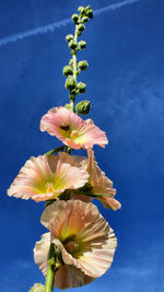 Low angle view of flowers blooming against blue sky