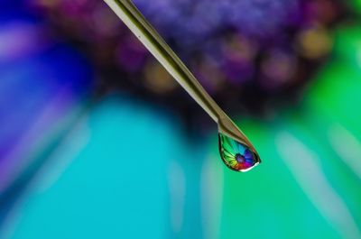 Close-up of insect on water drop