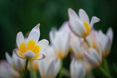 Close-up of white crocus flowers