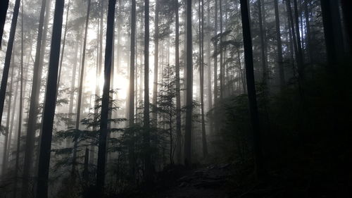 Trees in forest