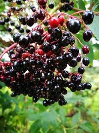 Close-up of berries growing on tree