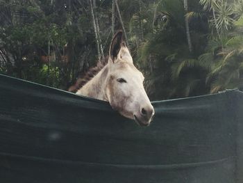 Donkey standing behind black fabric against trees