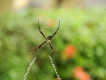 Close-up of spider on web