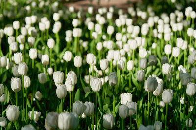 Close-up of white flowering plants on field