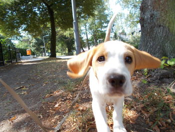 Portrait of dog in forest