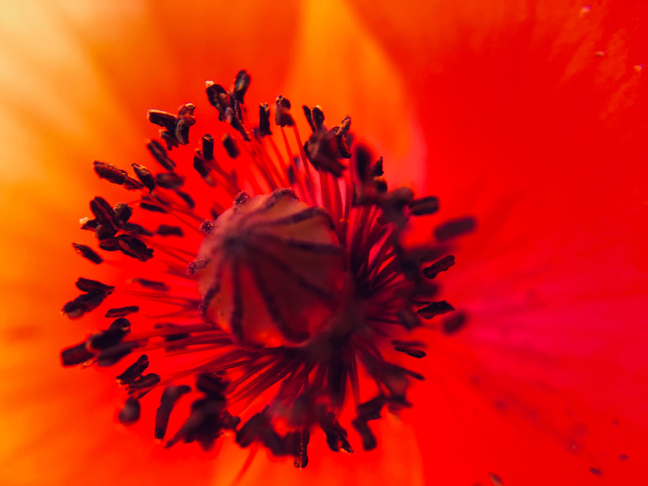 CLOSE-UP OF RED ROSE